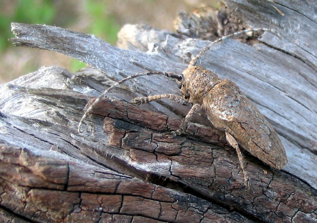 Niphona picticornis